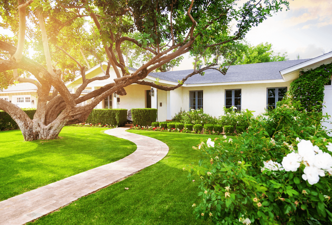 Sunny front yard with a freshly trimmed live oak tree, shrubs, and white flowers