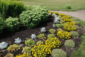 Evenly spaced flowers and shrubs in a large flower bed with mulch
