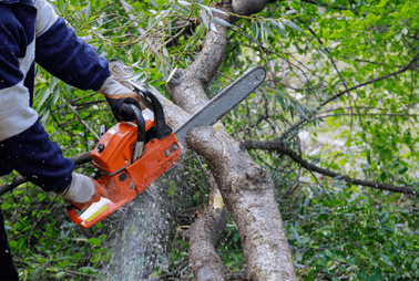Professional landscaper providing tree service in a backyard