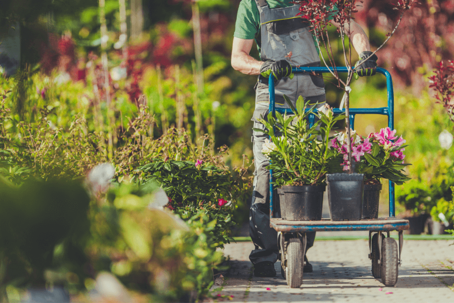 Professional landscaping company choosing flowers and shrubs for a backyard