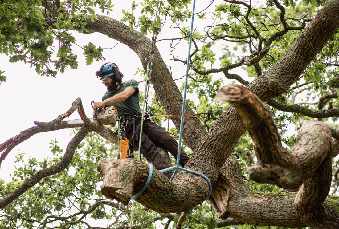 Professional large live oak tree removal
